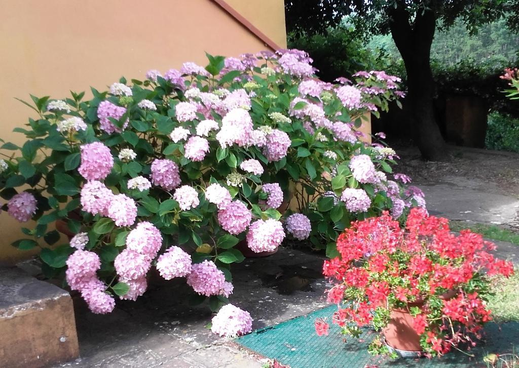 Agriturismo Poggio Al Tesoro Crespina Εξωτερικό φωτογραφία